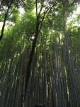 bamboo path1